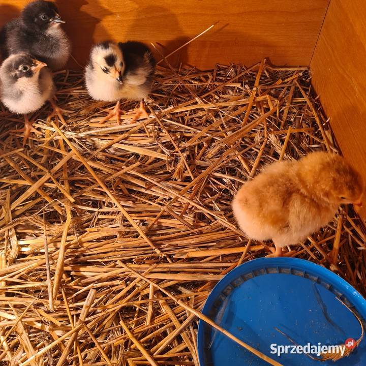 Pisklaki kurczaki mazowieckie Łaskarzew