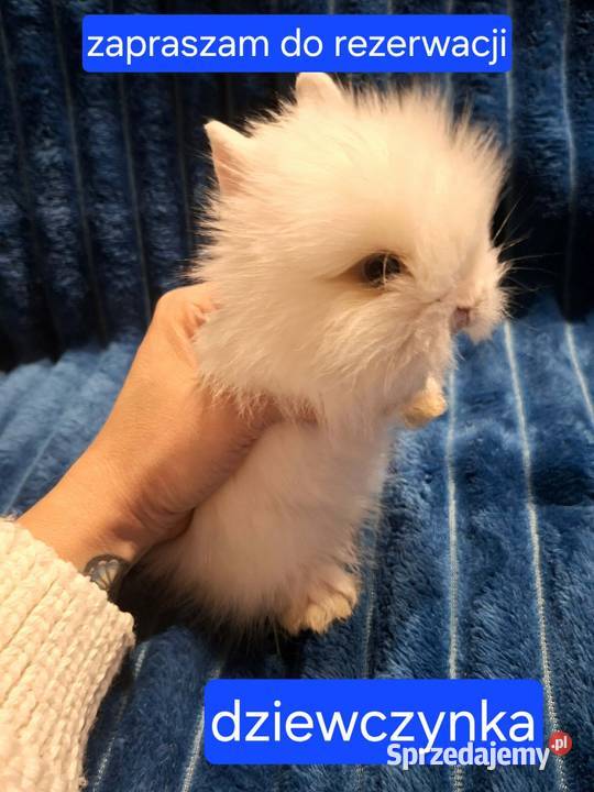 Króliki miniaturowe TEDDY przeurocze oswojone Starachowice sprzedam