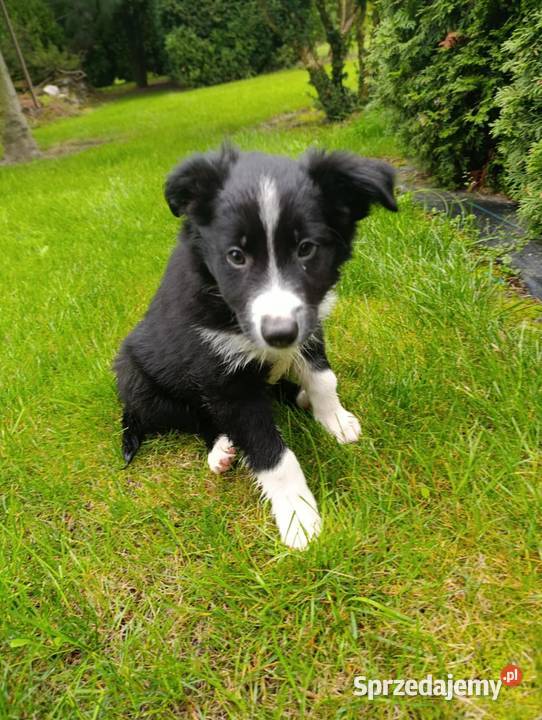 Border Collie Piesek świętokrzyskie