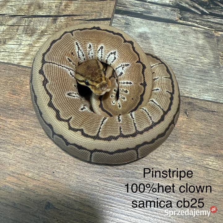 Wąż królewski sprzedam