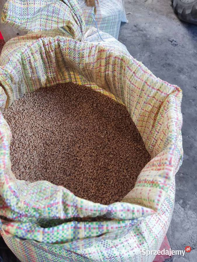 pszenica jakościowa Chełm