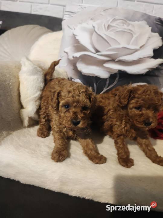 Pudelki malutkie toy 20 marca odbior Bolesławiec