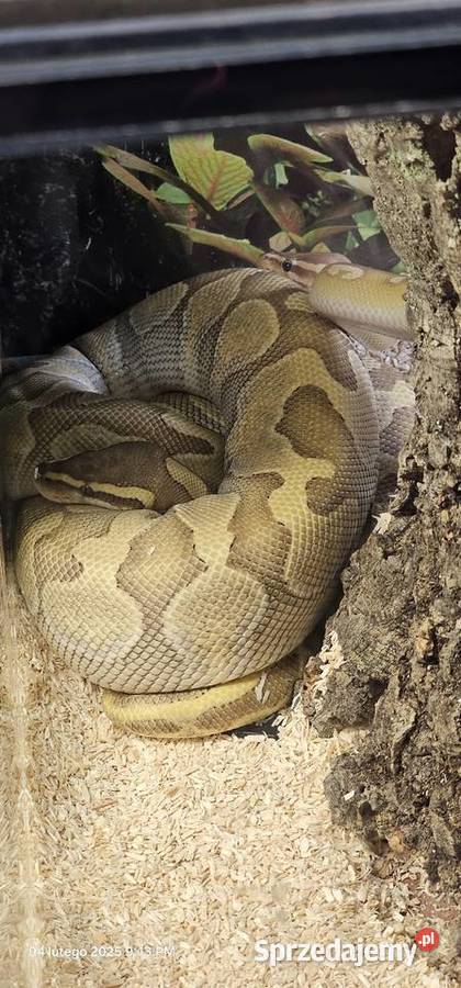 Pyton królewski phyton regius samica Kraków sprzedam