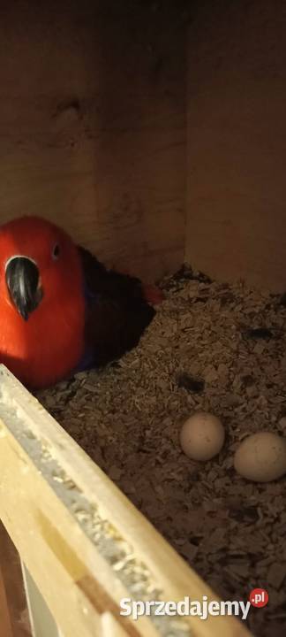 Lora wielka samce i para lęgowa Jastrzębie-Zdrój