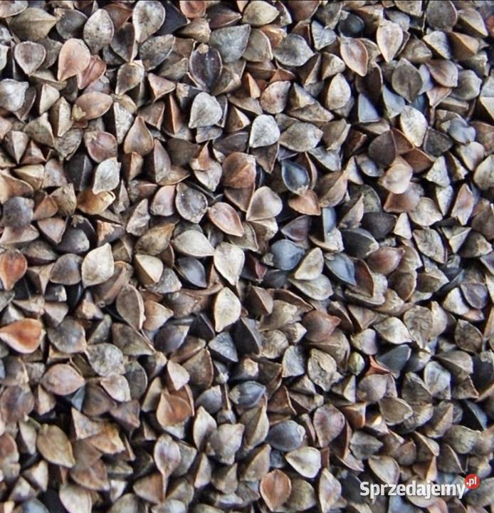 Gryka do siewu miododajna ekologiczna ekoschemat Zboża Maciejowice