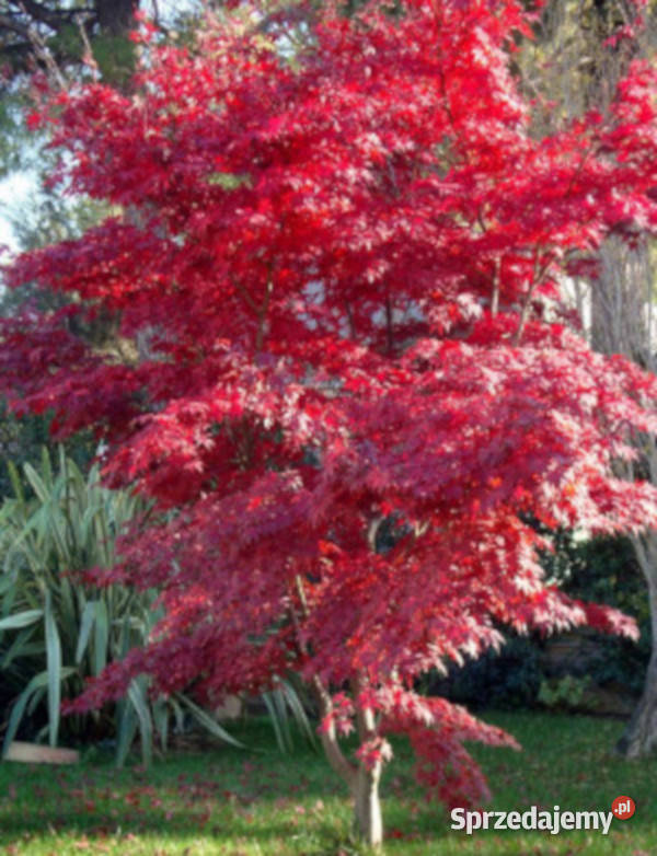 KLON PALMOWY Acer palmatum NASIONA 7000 sztuk Lubanie