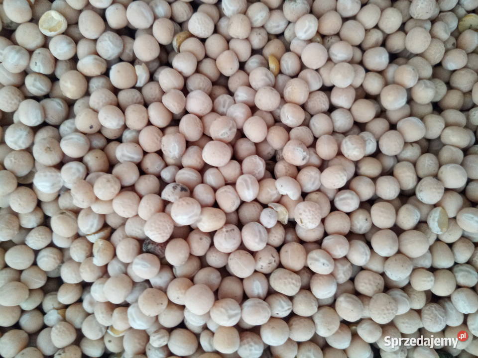 groch groszek siewnych Pińczów