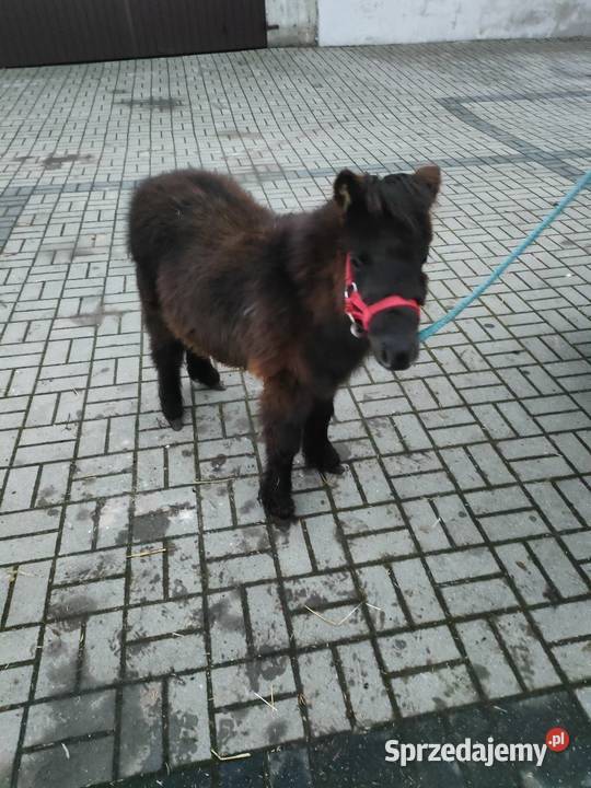 Mini ogierek kuc szetlandzki Brzeziny