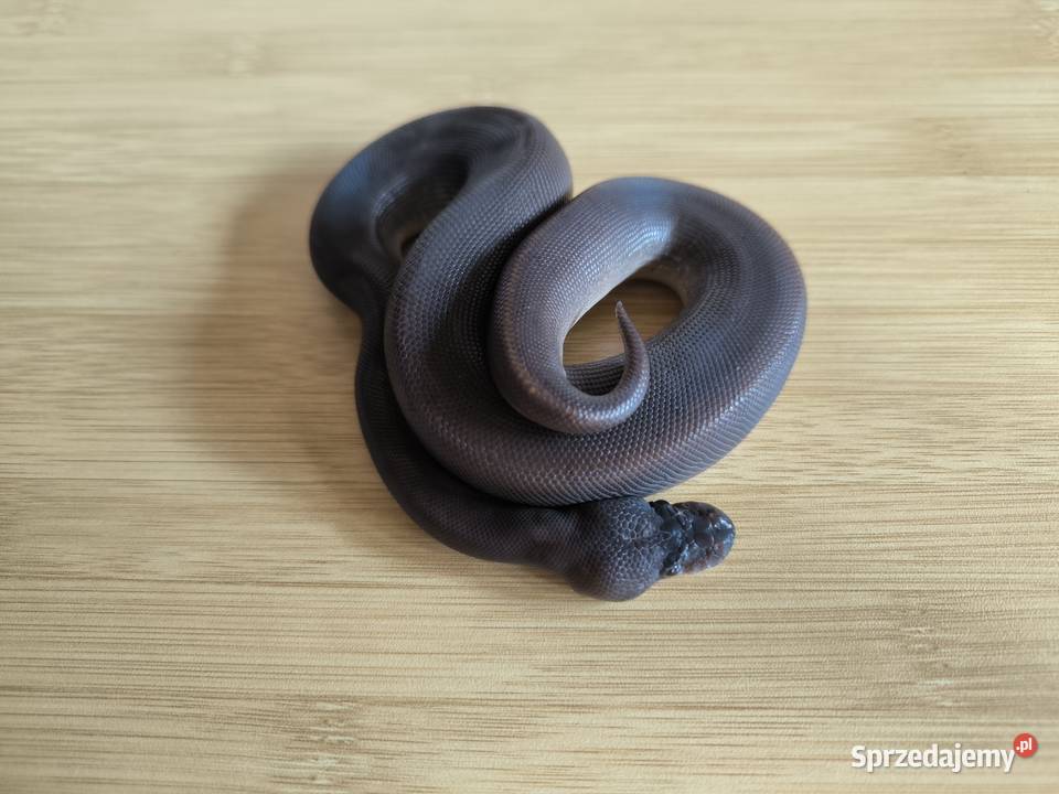 Pyton królewski Suma poss MojavePhantom Makowiec