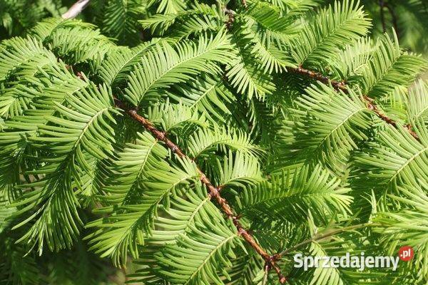 Metasekwoja chińska obwód 1416 wys 45 m z bryłą wielkopolskie