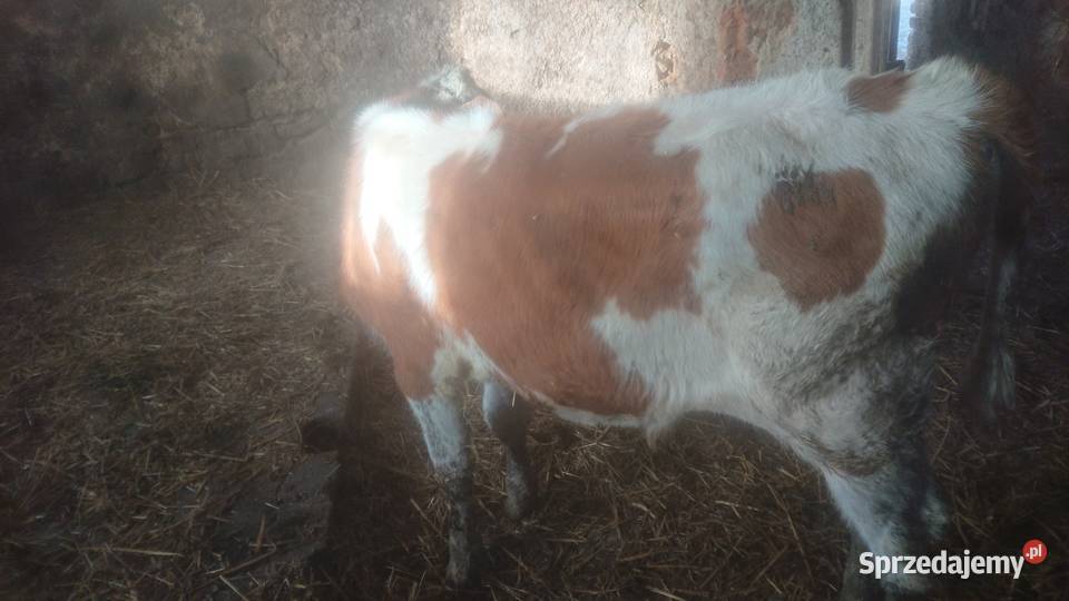 Byczek cielak Bydło Ząbkowice Śląskie sprzedam