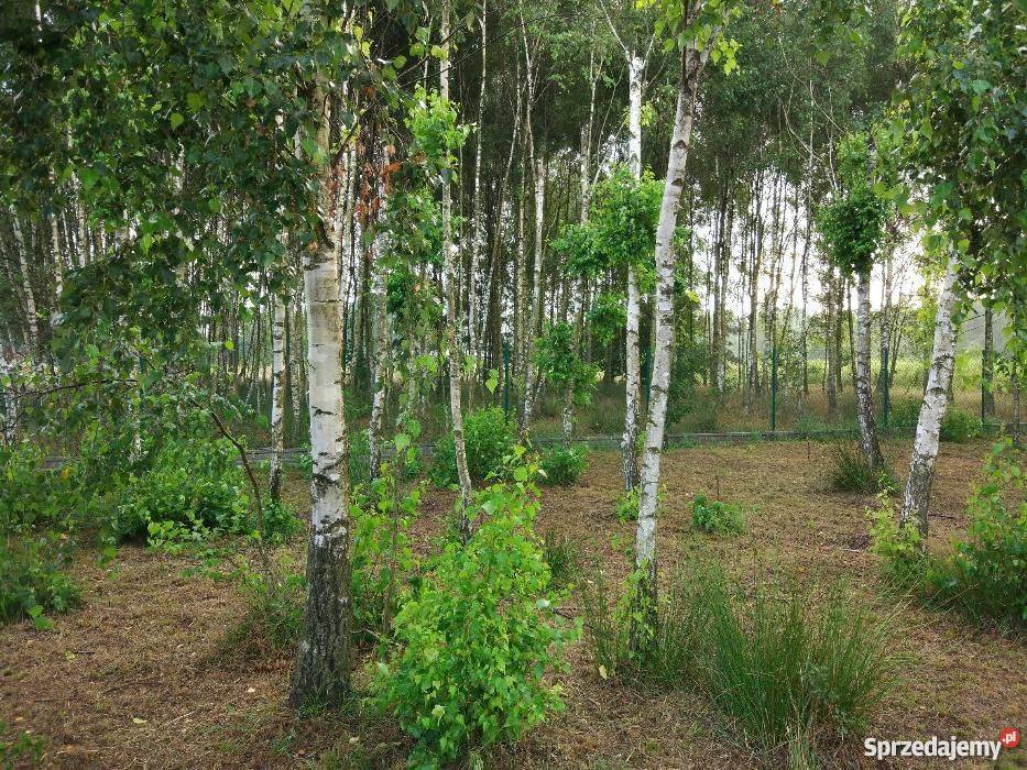 Działka Huta Dłutowska łódzkie Pabianice sprzedam