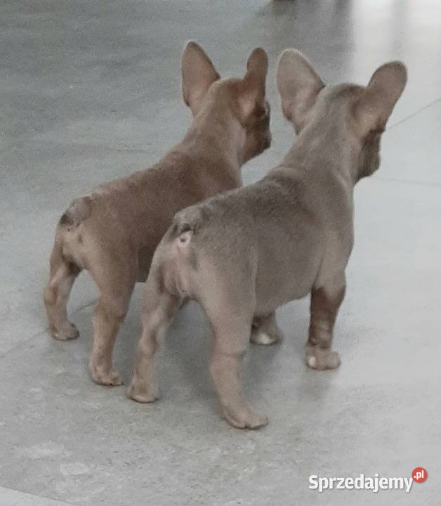 Buldog francuski piesek isabella