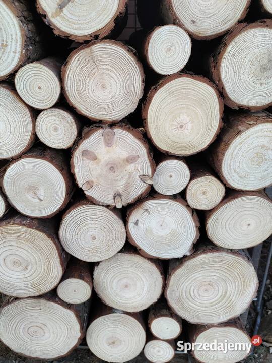 Pieńki plastry suche sosna różne średnice i Kulno sprzedam