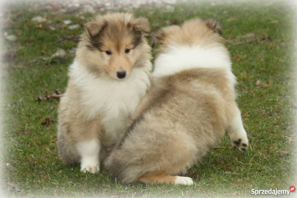 Owczarek szkocki collie długowosy mazowieckie Ciechanów