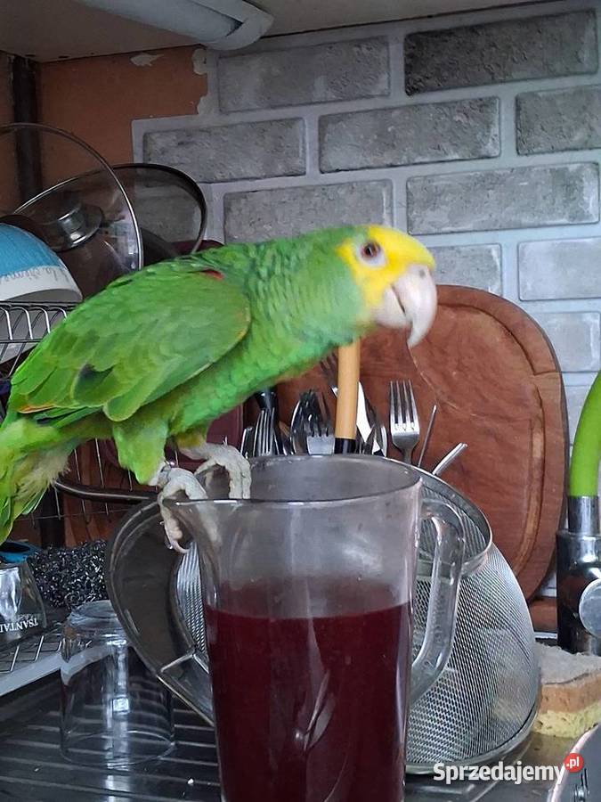 Amazonka żółtogardła Sandomierz sprzedam