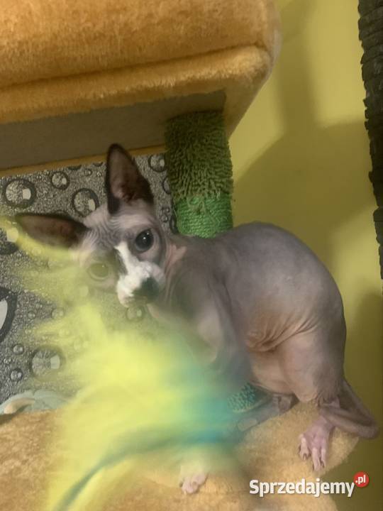 Sfinks Kanadyjski Do odbioru koteczką Rodowód wielkopolskie Leszno