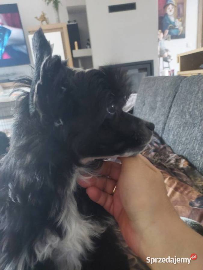 Chiński Grzywacz ZKwPFCI suczka Powderpuff