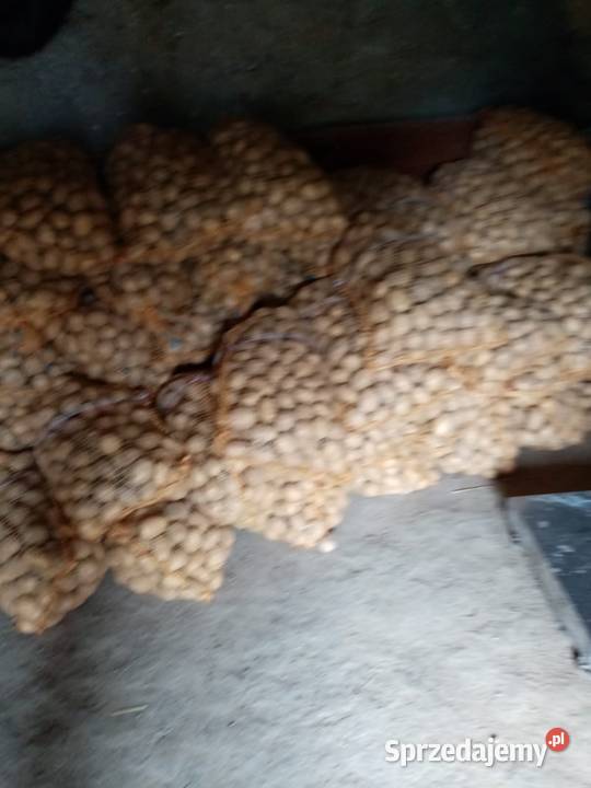 Ziemniaki paszowe odpad odsort Działoszyce