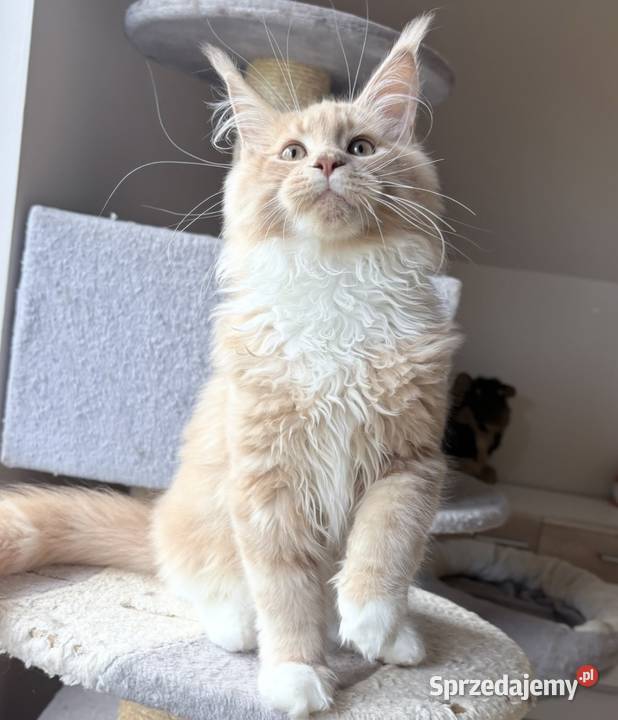 Maine Coon Rudo biały Maine Coon dolnośląskie Wińsko sprzedam