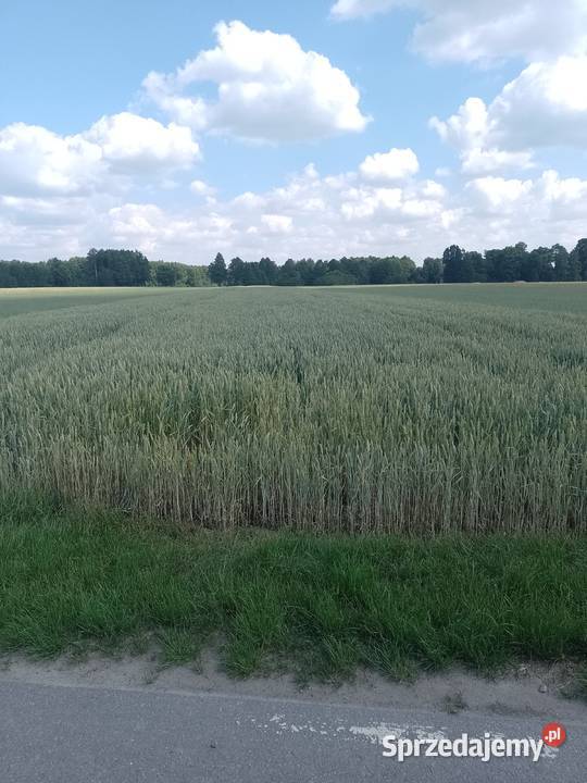 Sprzedam pszenicę konsumpcyjną Opokę Łuków