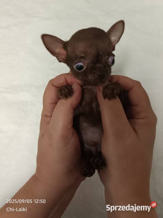 Chihuahua chłopiec xxxs cynamon samiec kujawsko-pomorskie sprzedam