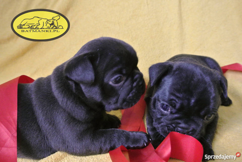 Buldog Francuski szczenięta czekoladowy marengo wielkopolskie Turek