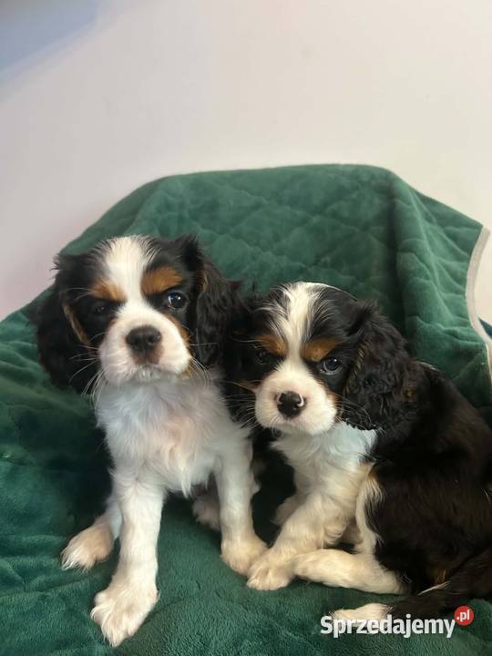 Cavalier King Charles Spaniel szczeniaki na sprzedam