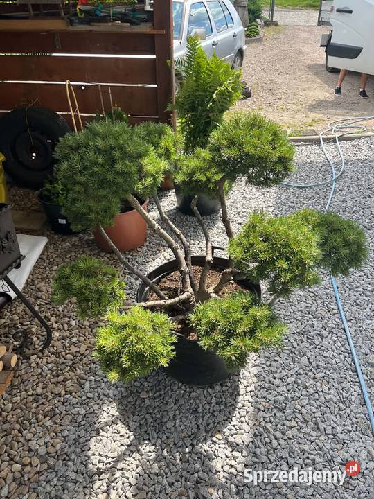 bonsai ogród taras małopolskie Biertowice