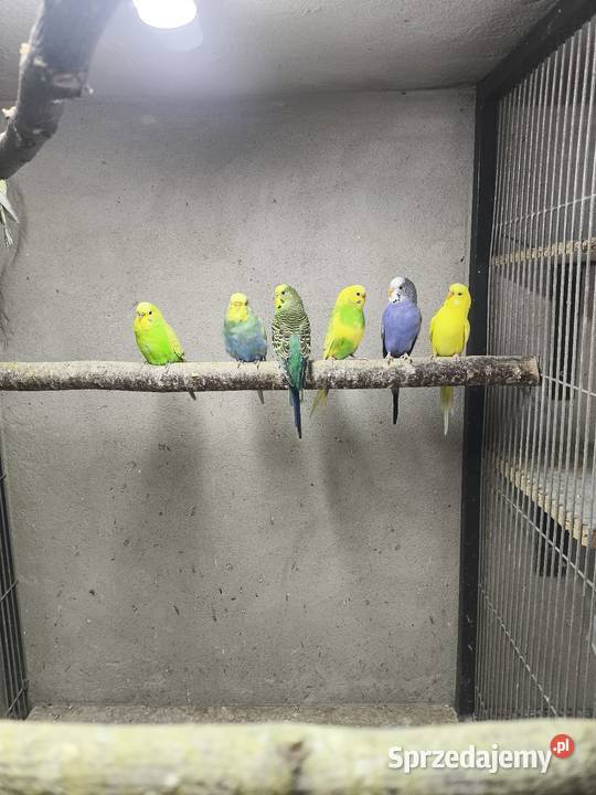 Młode faliste z 2025 roku