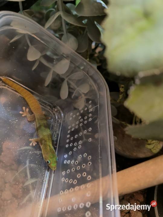 Felsuma złocista gruboogonowa podkarpackie Mielec