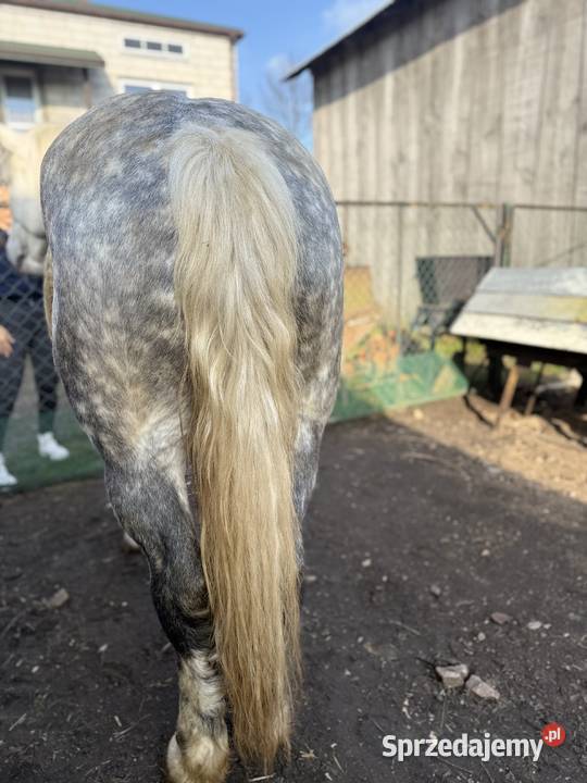 Klacz rasy zimnokrwistej Konie lubelskie Chomęciska Małe