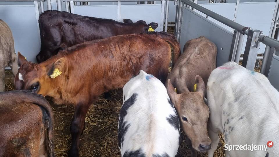 Byczki Jalowki Mięsne I mieszańce Bydło mazowieckie Sokołów Podlaski