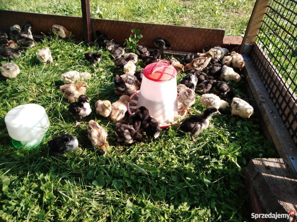 Kurczęta australorp małopolskie Ryczów