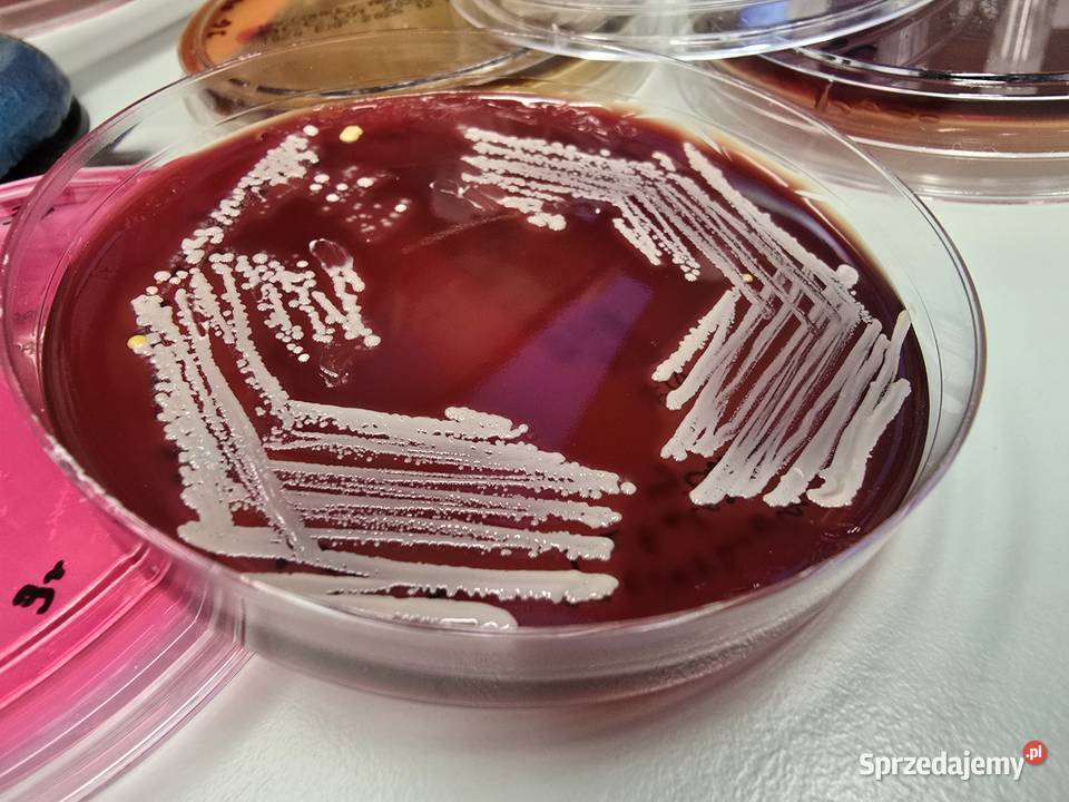 Korepetycje do Matury 2027 z biologii i chemii pomorskie Chwaszczyno