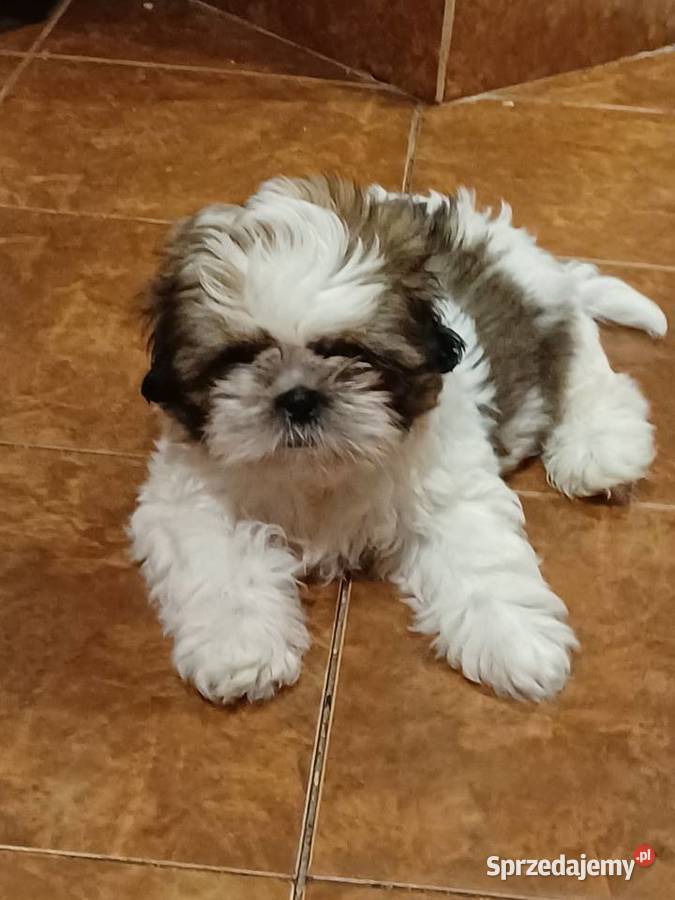 Szczeniaczki shih tzu puchate perełki Lubartów