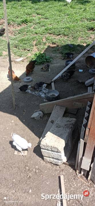 Kurczęta 8tygodniowe z własnej hodowli Sieklówka