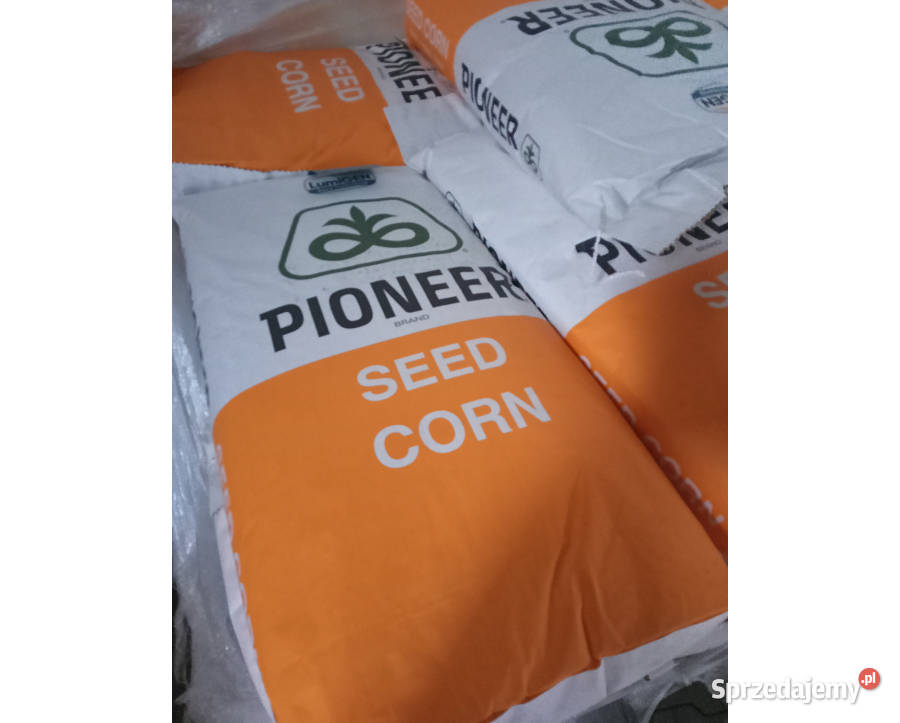 Nasiona kukurydzy Pioneer P8834 P8329 P8904 Łabiszyn