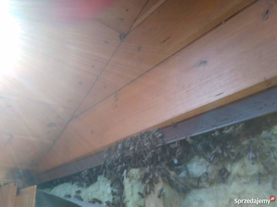 Likwidacja usuwanie gniazd os pszczół i Olecko