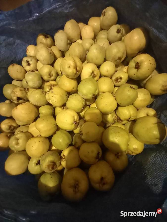 Sprzedam pigwę Warszawa