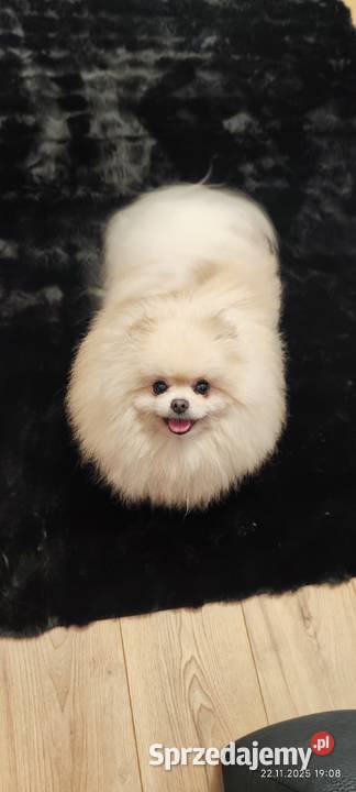 Szpic pomeranian Bydgoszcz