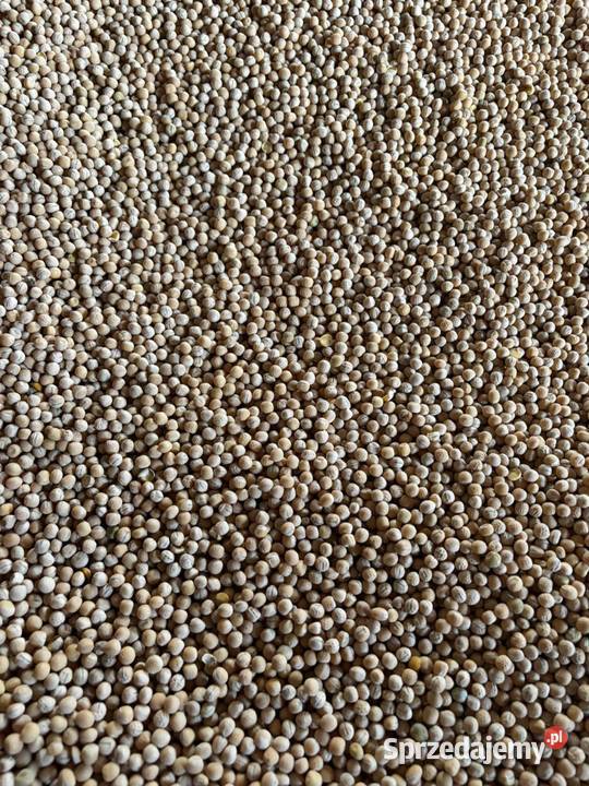 Sprzedam Groch Pozostałe