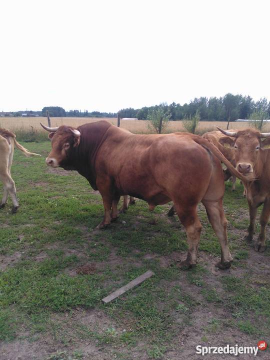 10 krów Limousine Potworów sprzedam