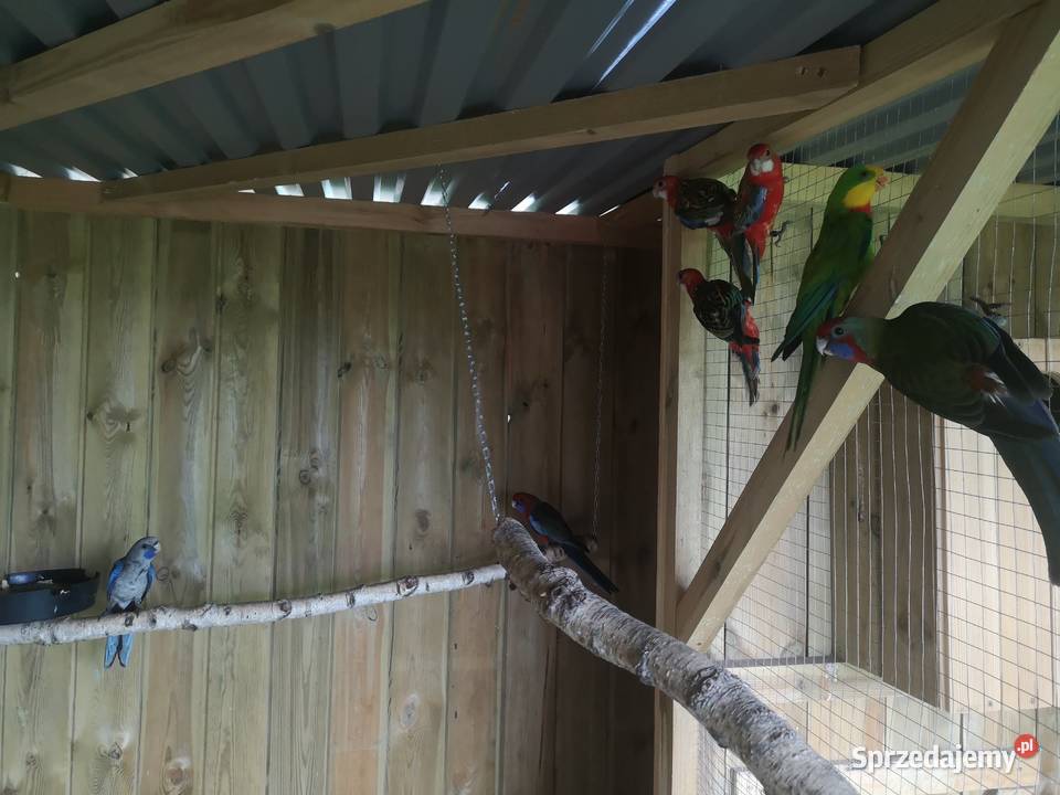 Rozella rozelle królewska bialolicq Lubosz