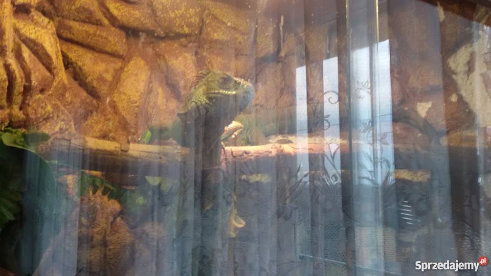 sprzedam legwana zielonego z terrarium