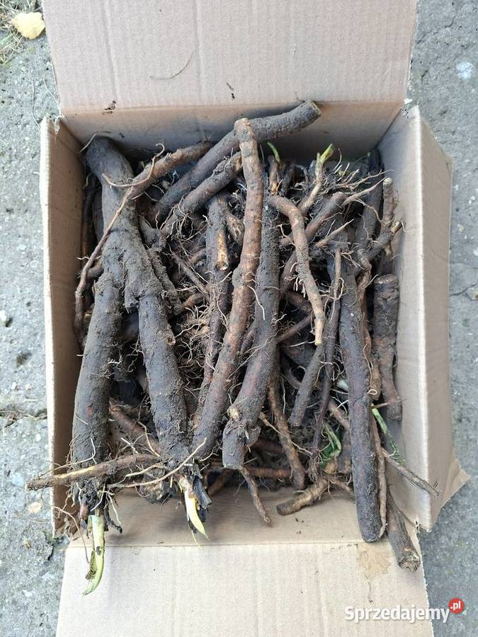 Świeży korzeń żywokostu leczniczego Radom