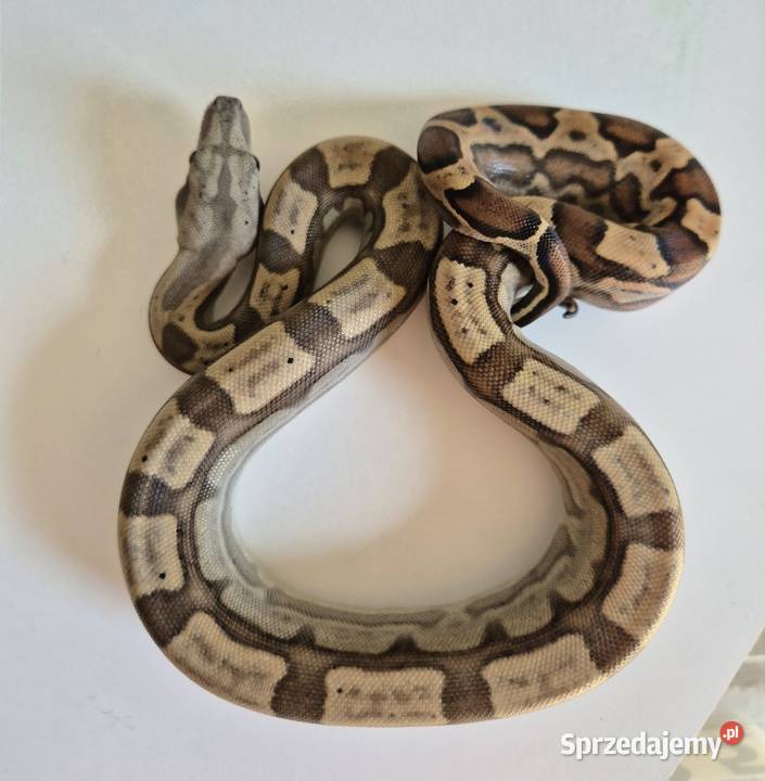 7 boa cesarski cb25 samica małopolskie Chrzanów