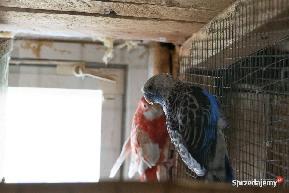 Papugi Rozella Królewska para Ptaki Zwierzęta Chmielnik sprzedam