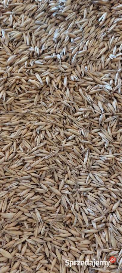 Sprzedam owies jeczmien jary i pszenice Małec
