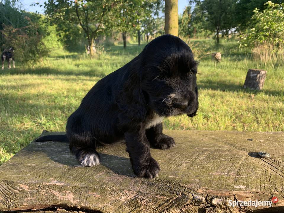 Szczeniaki cocker spaniel angielski Częstochowa